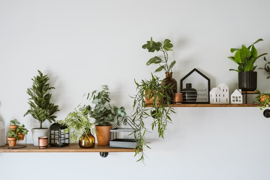 Fensterdschungel aus der Kategorie Pflanzen