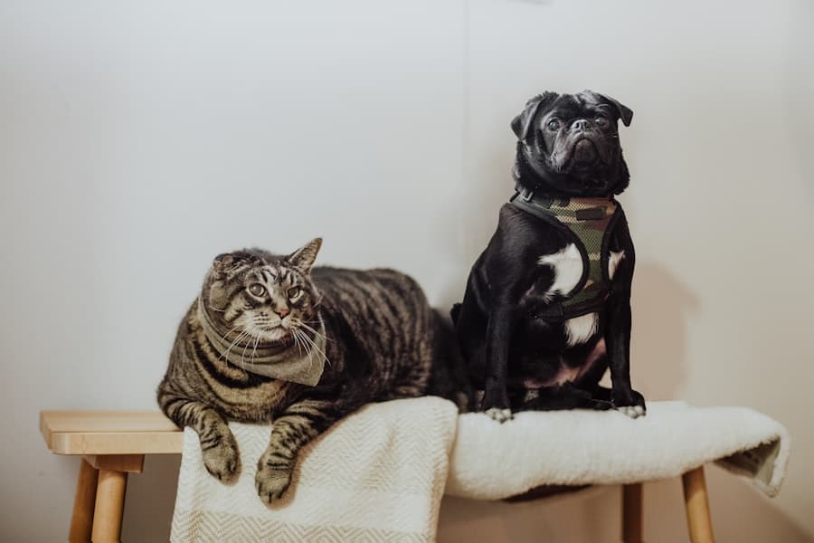 Katzenkissen aus der Kategorie Haustier