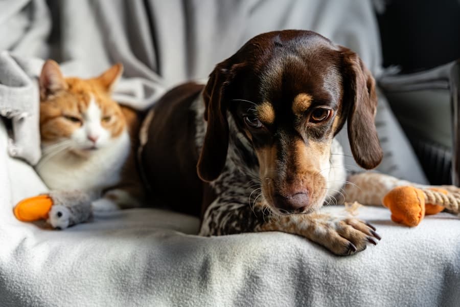 Hundetuch aus der Kategorie Haustier